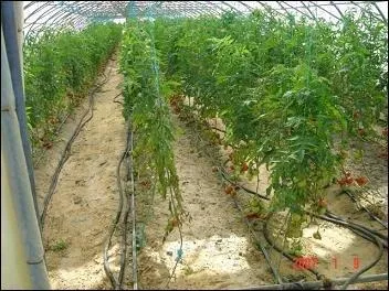 Quelle rgion bretonne est rpute pour ses cultures de primeurs ?