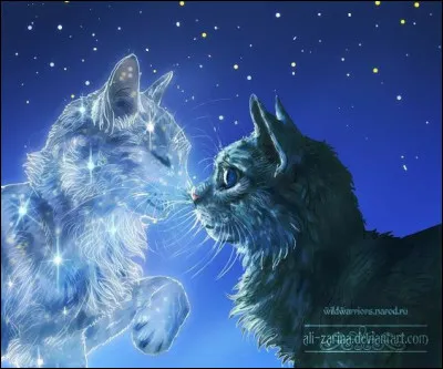 Quelle est la caractéristique physique principale d'un chat du Clan des Étoiles ?