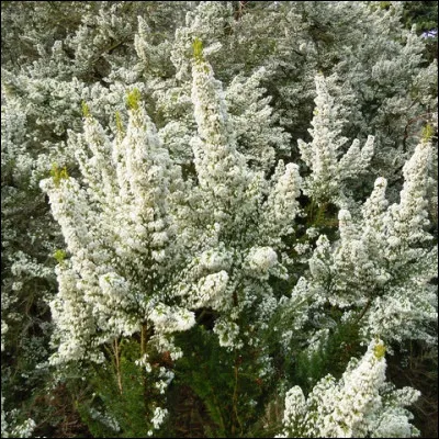 Quel objet fabriqué depuis lAntiquité, dont le Jura français est un important producteur de modèles en bruyère, possède une version traditionnelle japonaise appelée kiseru ?