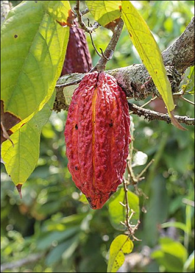 Quel est le nom du fruit du cacaoyer ?