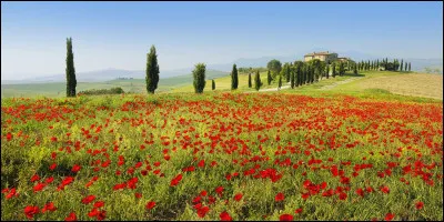 Suite question 3 : quelle est ta fleur préférée ?