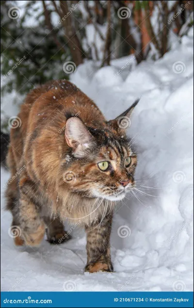 Tu deviens apprenti(e) et tu dois choisir ton mentor, qui choisis-tu ?