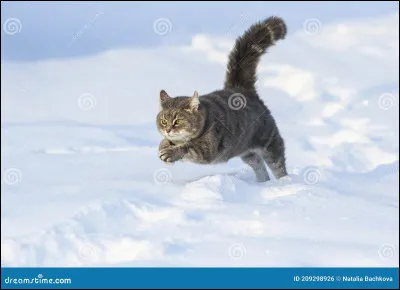 Suite question 5 : tu deviens apprenti(e) et tu dois choisir ton mentor, qui choisis-tu ?