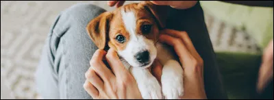 Que recherches-tu dans ton chien ?