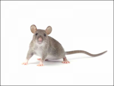 Quelle est la particularité de la souris ?