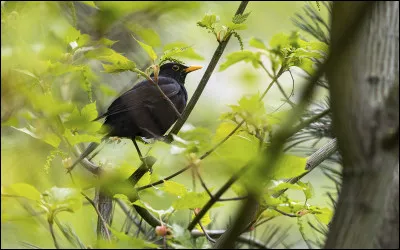 Que faut-il faire si l'on voit un oiseau dans un arbre ?