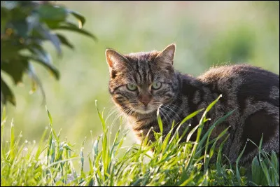 Quelle proie n'a jamais été chassée dans LGDC ? (Il y a deux réponses)