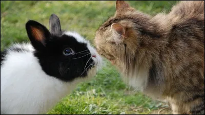 Comment chasse-t-on le lapin ? (Deux réponses)