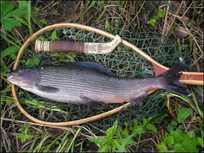 Quel film de Robert Mulligan est de 1962 ?