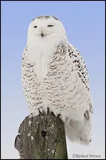 Quel hibou est l'embl&egrave;me du Qu&eacute;bec ?