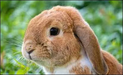 Pour conclure ce quiz, le lapin est un rongeur.