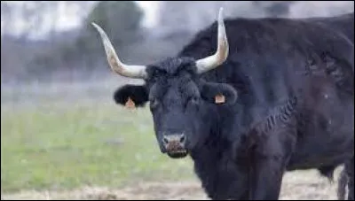 Le taureau est le mâle de la vache.