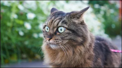 Quel est le premier danger ?