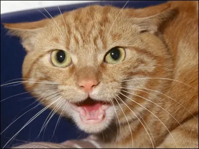 Qui n'aurait pas dû participer au voyage ?