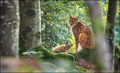 Quelle est la raison de ce voyage ?