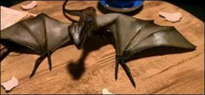 Quelle est la race du dragon de Norbert ?