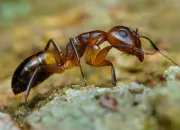 Quiz Les fourmis