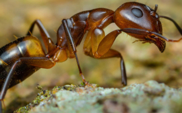 Quiz Fourmis