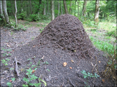 Quel groupe de fourmis constitue la grosse majorité de la fourmilière ?