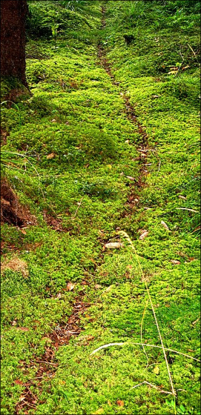 Comment appelle-t-on une colonie de fourmis, composée de multiples reines fécondes et constituée d'un maillage de zones de nidification interconnectées ?