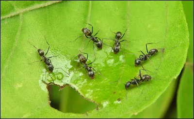 Qui a &eacute;crit ''La Trilogie des fourmis'' ?