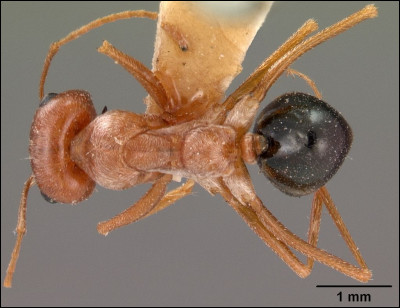 D'après son nom, d'où vient la fourmi argentée ?