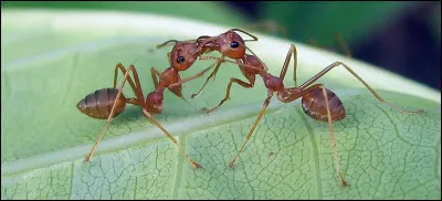 Quel nom a-t-on donn&eacute; &agrave; certaines fourmis nomades vivant sur tous les continents et class&eacute;es dans les sous-familles suivantes : Ecitoninae, Aenictinae , Dorylinae ?