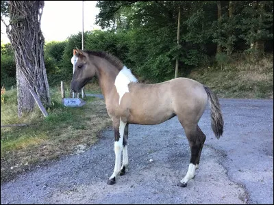 Quelle est cette robe ?