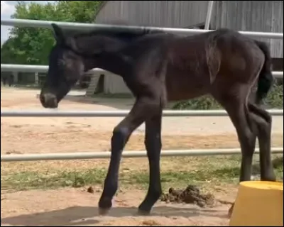 Lui, c'est ... et il appartient à ...