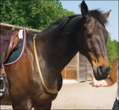 Lui, c'est ... et il appartient à ...