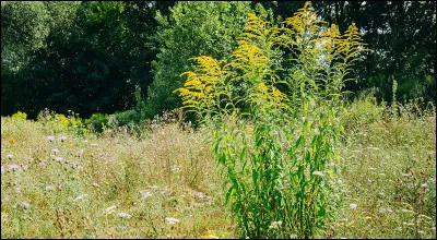 Quel végétal lui est associé ?
