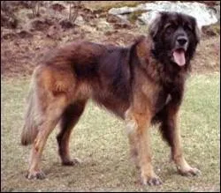 Quelle est la race de ce chien ?