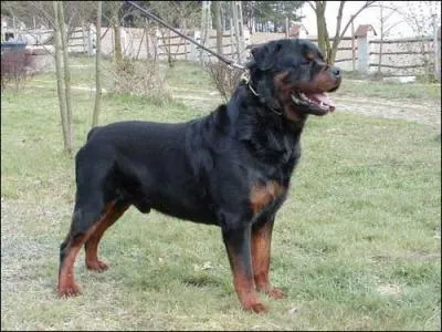 Quelle est la race de ce chien ?