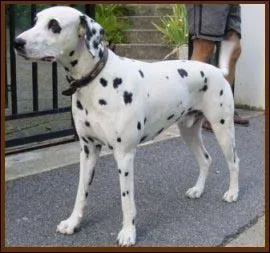 Quelle est la race de ce chien ?