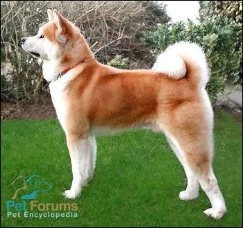 Quelle est la race de ce chien ?