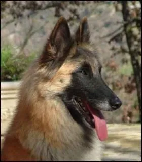 Quelle est la race de ce chien ?