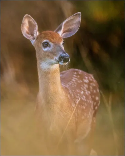 Le petit de la biche est le faon. Seulement, quand le faon mâle est âgé de six mois ou plus et qu'il n'a pas encore ses bois, on l'appelle...