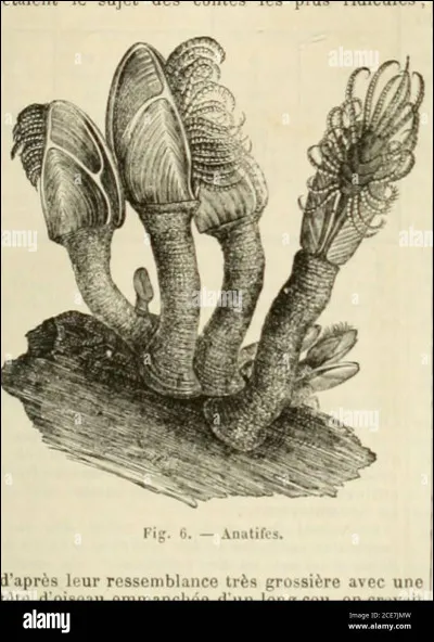 Complétez : On connaît tous l'___ primaire !