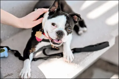 Quelle est la race de ce chien ?