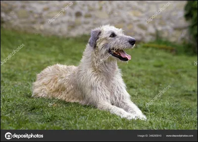 Quelle est la race de ce chien ?
