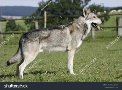 Quel est le croisement de ce chien ?