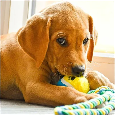 Combien de fois les chiots têtent-ils leur mère ?