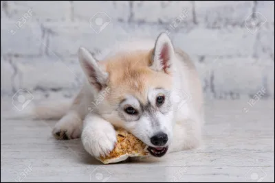 Certains chiots sont-ils sourds à la naissance ?