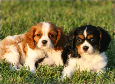 Le king-charles a-t-il un cousin ?