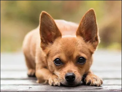 Le chihuahua peut-il avoir des poils long ?