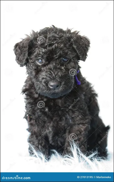 Quelle est cette race de chien ?