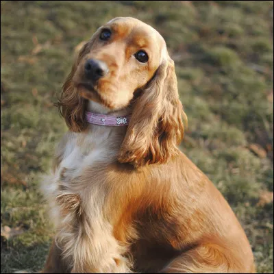 Le cocker anglais est-il petit, moyen, grand ?