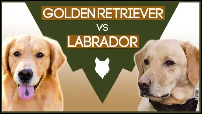 Quelle est la différence entre un labrador et un golden retriever ?