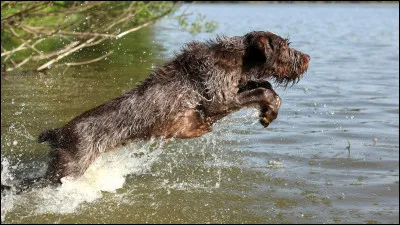Le spinone est un chien de chasse ?