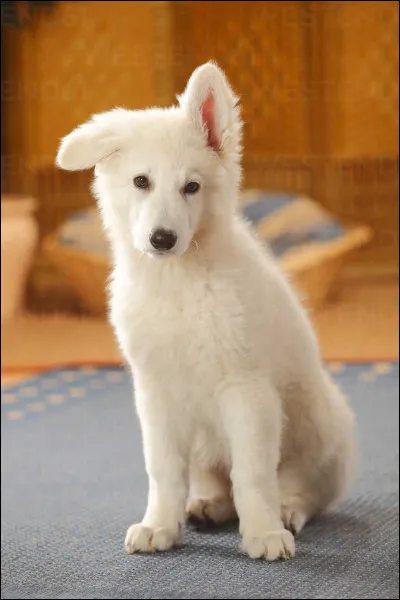 Le berger blanc de Suisse a des problèmes de santé quand il reste au soleil.